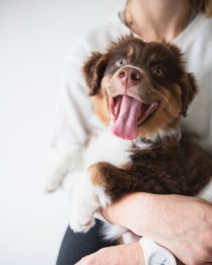pet sitter holding puppy
