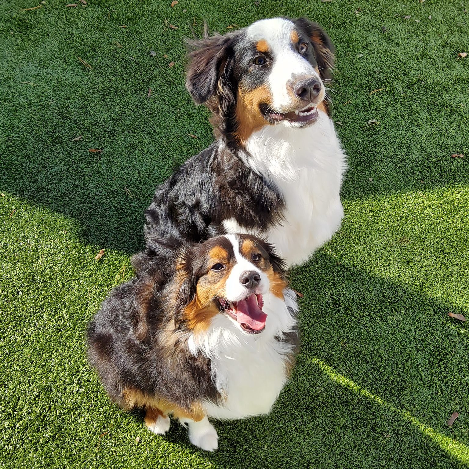 dog daycare Mahopac NY