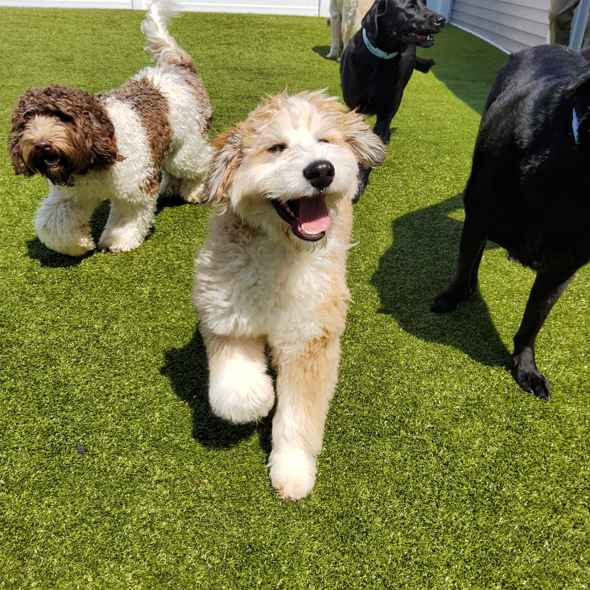 Two smiling dogs having fun