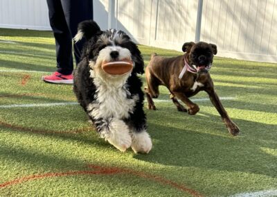 Puppy Bowl